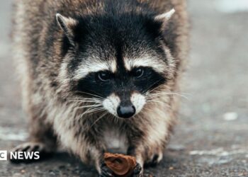 Why Jimothy the raccoon has grow to be a mega meme on-line