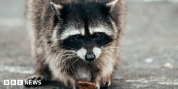 Why Jimothy the raccoon has grow to be a mega meme on-line