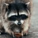 Why Jimothy the raccoon has grow to be a mega meme on-line