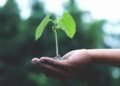 Assume bushes solely cool roads? Singapore’s million tree plan might slash your AC invoice, what scientists found