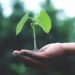 Assume bushes solely cool roads? Singapore’s million tree plan might slash your AC invoice, what scientists found