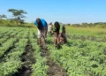 New Chickpea Selection to Drive Local weather Resilience in Africa — International Points