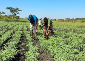 New Chickpea Selection to Drive Local weather Resilience in Africa — International Points
