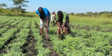 New Chickpea Selection to Drive Local weather Resilience in Africa — International Points