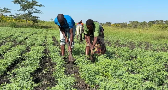 New Chickpea Selection to Drive Local weather Resilience in Africa — International Points