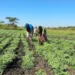 New Chickpea Selection to Drive Local weather Resilience in Africa — International Points