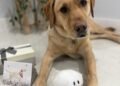 Vote For Your Favourite American Humane Society Hero Canine