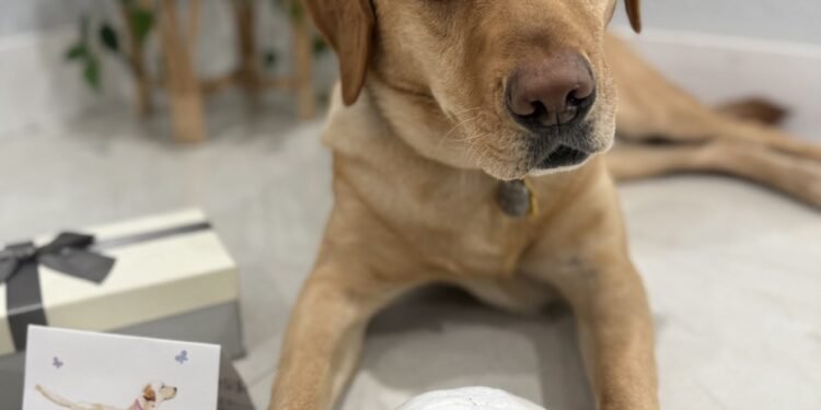 Vote For Your Favourite American Humane Society Hero Canine