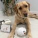 Vote For Your Favourite American Humane Society Hero Canine