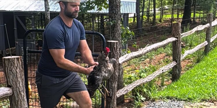 Why We Rehomed Our Rooster