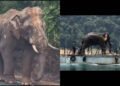 Lone Malaysian elephant, who went viral for strolling 100 km with an injured leg amid site visitors to return to his herd, finds new residence