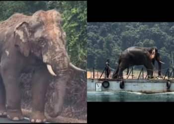 Lone Malaysian elephant, who went viral for strolling 100 km with an injured leg amid site visitors to return to his herd, finds new residence