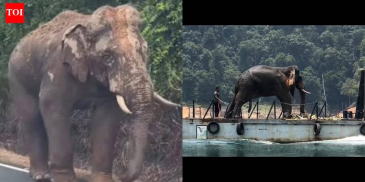 Lone Malaysian elephant, who went viral for strolling 100 km with an injured leg amid site visitors to return to his herd, finds new residence