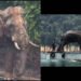 Lone Malaysian elephant, who went viral for strolling 100 km with an injured leg amid site visitors to return to his herd, finds new residence