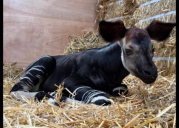 Singapore welcomes Southeast Asia’s first okapi calf: Why this uncommon ‘forest giraffe’ is so uncommon