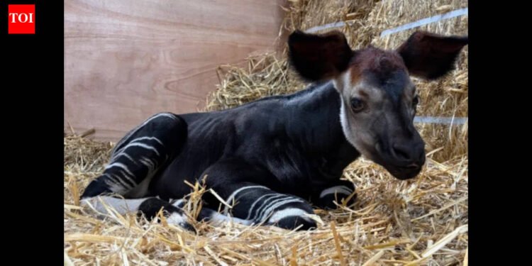 Singapore welcomes Southeast Asia’s first okapi calf: Why this uncommon ‘forest giraffe’ is so uncommon
