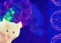 Meet a mouse whose mind cortex is made up of human cells