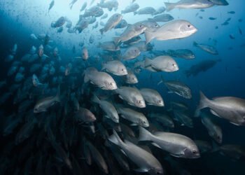 Norway’s Growth Rethink Ought to See Ocean Funding as a Strategic Curiosity — International Points