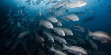 Norway’s Growth Rethink Ought to See Ocean Funding as a Strategic Curiosity — International Points