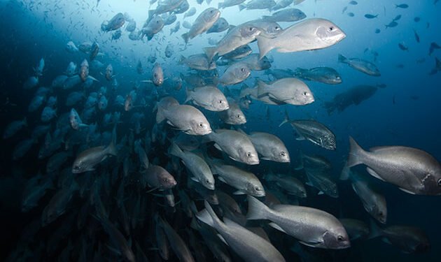 Norway’s Growth Rethink Ought to See Ocean Funding as a Strategic Curiosity — International Points