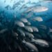 Norway’s Growth Rethink Ought to See Ocean Funding as a Strategic Curiosity — International Points
