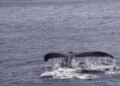 Past the Huge 5: Uncover the Wider World of Wildlife