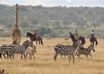 Kenya Grew Up Whereas I Was Away