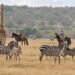 Kenya Grew Up Whereas I Was Away
