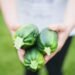 What to Do With Too Many Zucchini: 10 Methods to Use It Up