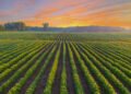 Pennsylvania Farmer Turns Down Almost $16 Million Supply From Information Heart Builders