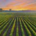 Pennsylvania Farmer Turns Down Almost $16 Million Supply From Information Heart Builders