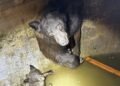 Hikers heard ‘howling’ from a California water tank; rescuers discovered a mom bear and her cubs trapped inside and spent hours releasing them
