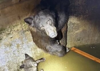 Hikers heard ‘howling’ from a California water tank; rescuers discovered a mom bear and her cubs trapped inside and spent hours releasing them