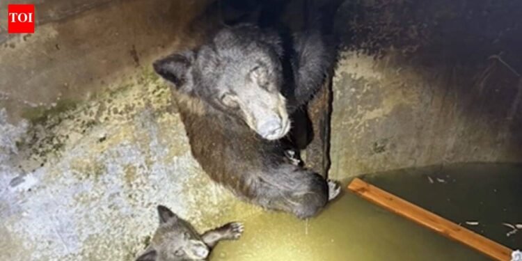 Hikers heard ‘howling’ from a California water tank; rescuers discovered a mom bear and her cubs trapped inside and spent hours releasing them