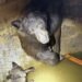 Hikers heard ‘howling’ from a California water tank; rescuers discovered a mom bear and her cubs trapped inside and spent hours releasing them