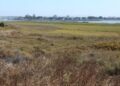 In 2011, California accomplished a 300-acre restoration of former San Diego salt ponds; five-year monitoring later documented 80 fowl, 22 fish and 10 invertebrate species