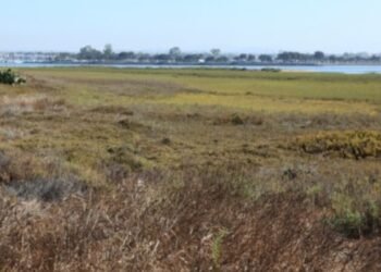 In 2011, California accomplished a 300-acre restoration of former San Diego salt ponds; five-year monitoring later documented 80 fowl, 22 fish and 10 invertebrate species
