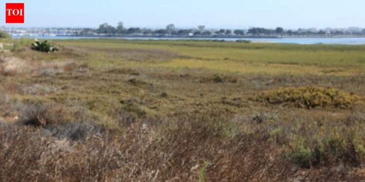In 2011, California accomplished a 300-acre restoration of former San Diego salt ponds; five-year monitoring later documented 80 fowl, 22 fish and 10 invertebrate species