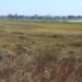 In 2011, California accomplished a 300-acre restoration of former San Diego salt ponds; five-year monitoring later documented 80 fowl, 22 fish and 10 invertebrate species