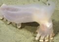 Scientists recognized 57 new deep-sea species from Argentina’s Mar del Plata Canyon, together with a translucent sea cucumber nicknamed Loki after remotely operated automobiles explored the depths