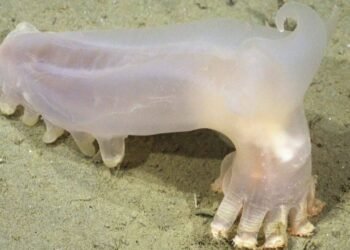 Scientists recognized 57 new deep-sea species from Argentina’s Mar del Plata Canyon, together with a translucent sea cucumber nicknamed Loki after remotely operated automobiles explored the depths