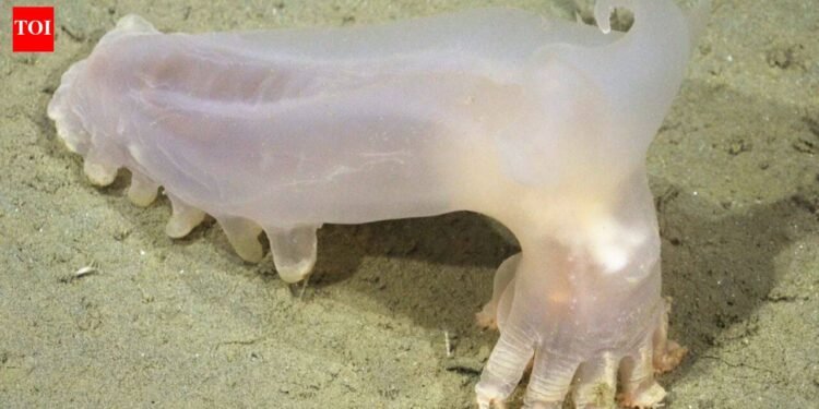 Scientists recognized 57 new deep-sea species from Argentina’s Mar del Plata Canyon, together with a translucent sea cucumber nicknamed Loki after remotely operated automobiles explored the depths